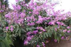 Lagerstroemia reginae